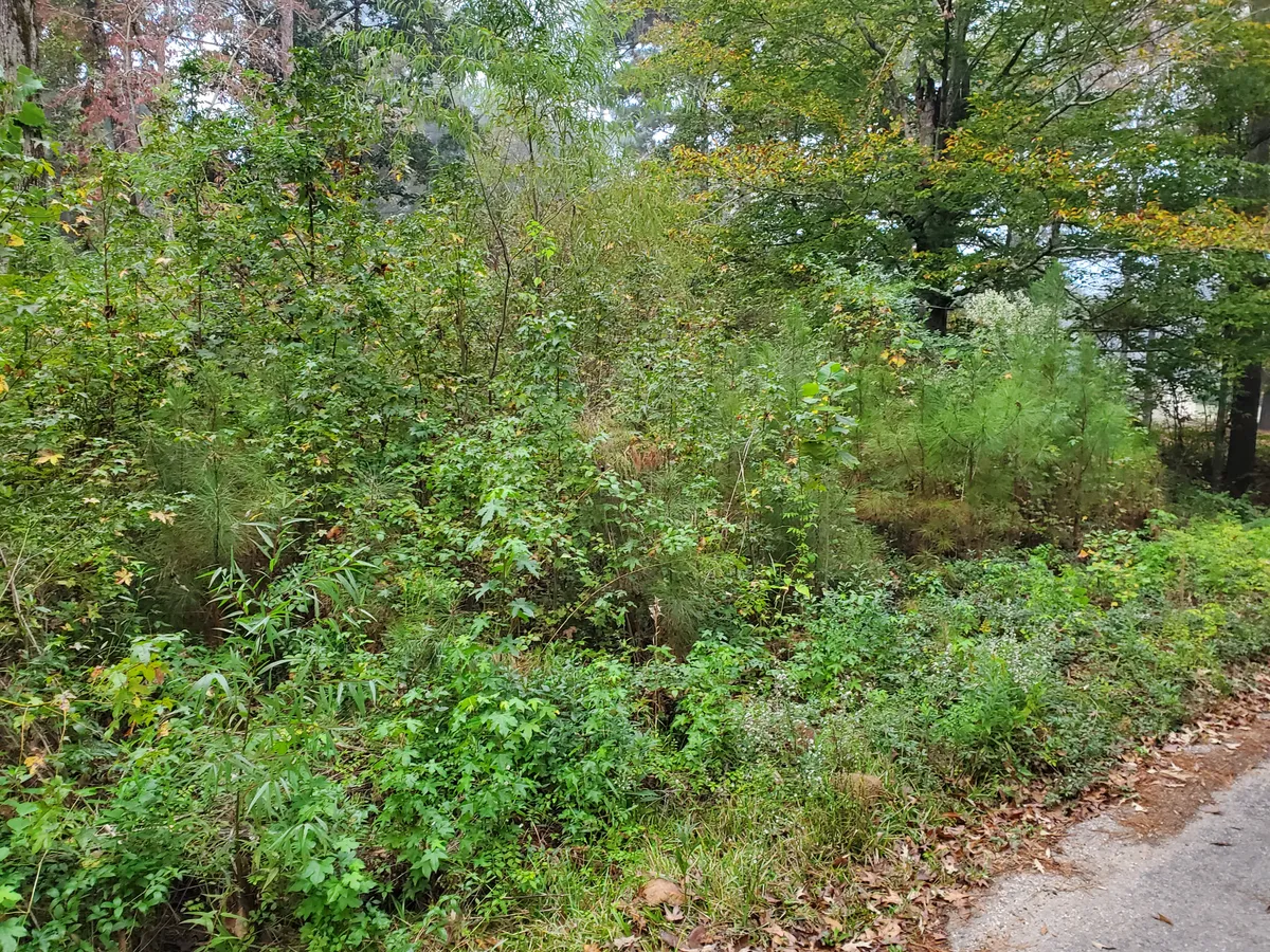 Heavy roadside brush before cutting