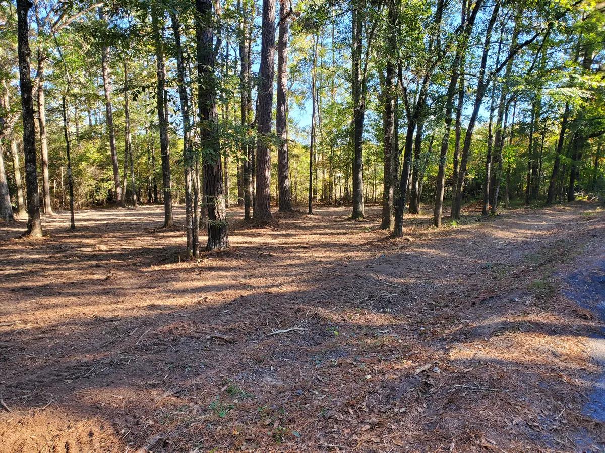 Mulched lane running through a pine stand