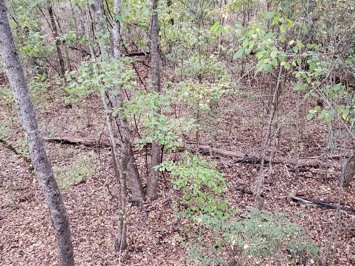 Overgrown understory thicket of the kind selective clearing opens up