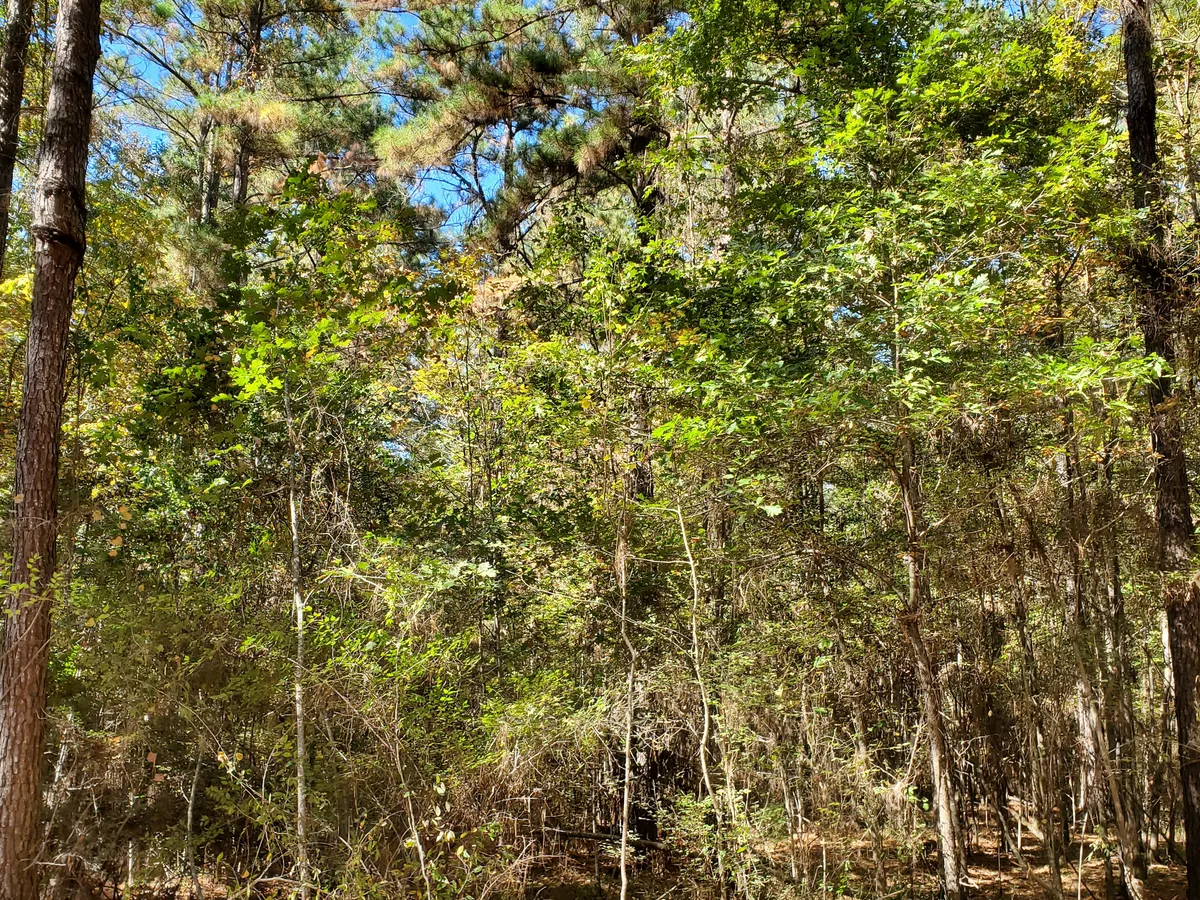 Dense green regrowth of the kind vegetation management keeps in check