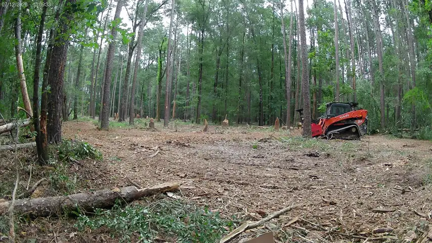 Tracked mulcher partway through clearing understory in a pine stand